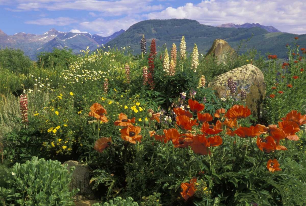 CO, Crested Butte Wildflowers in mountain garden art print by Nancy Rotenberg for $57.95 CAD